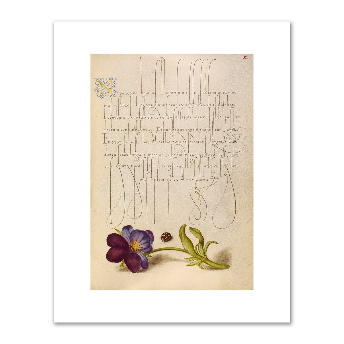 Ladybird and European Wild Pansy by Joris Hoefnagel and Georg Bocskay