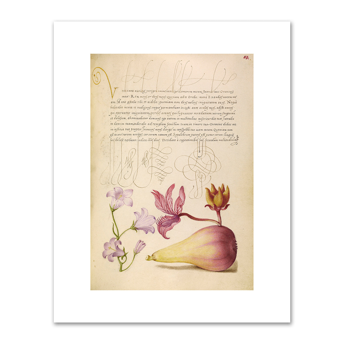 Rampion, Dittany, and Pear by Joris Hoefnagel and Georg Bocskay