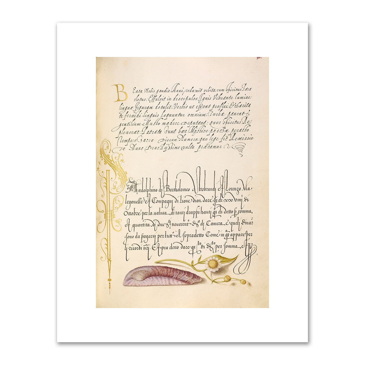 Noah's Ark Shell and Sneezewort by Joris Hoefnagel and Georg Bocskay