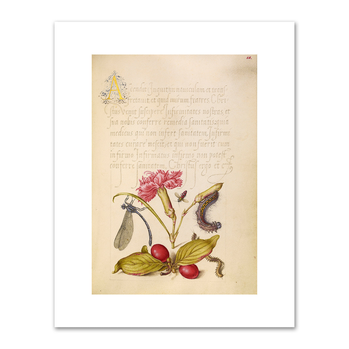 Damselfly, Carnation, Firebug, Caterpillar, Carnelian Cherry, and Centipede by Joris Hoefnagel and Georg Bocskay