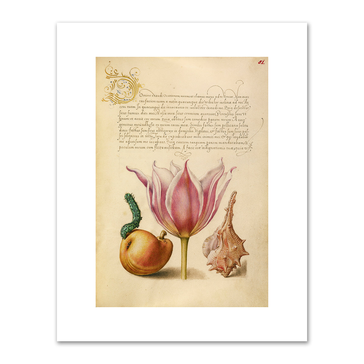 Caterpillar, Pear, Tulip, and Purple Snail by Joris Hoefnagel and Georg Bocskay