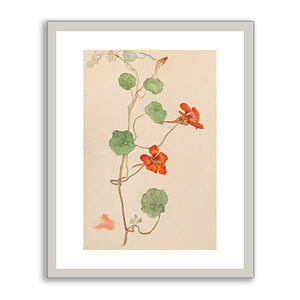 Nasturtium (Krasse) by Hilma af Klint