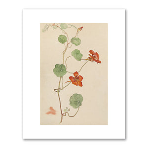 Nasturtium (Krasse) by Hilma af Klint