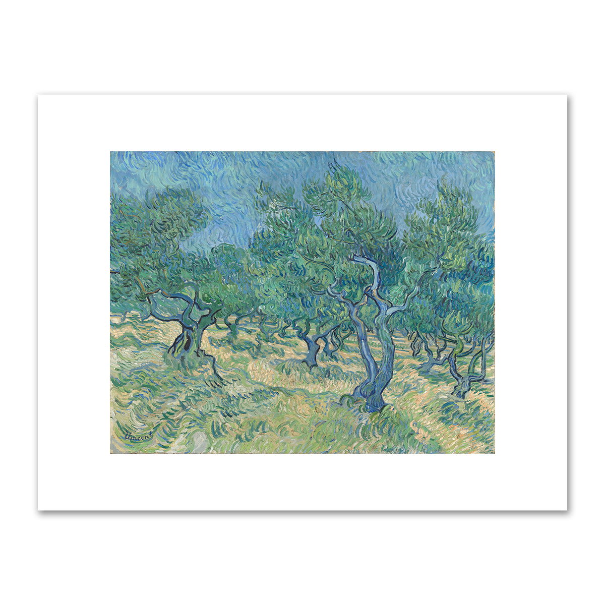 Olive grove by Vincent van Gogh