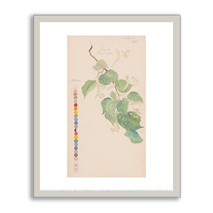 Tilia × europaea (Common Linden) by Hilma af Klint