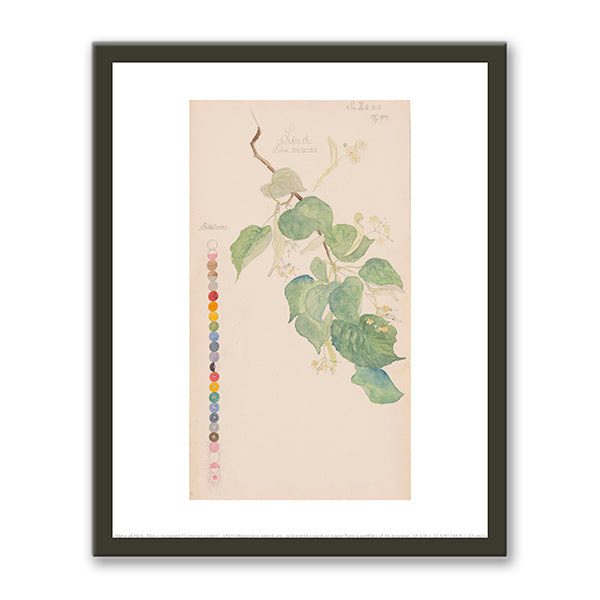 Tilia × europaea (Common Linden) by Hilma af Klint