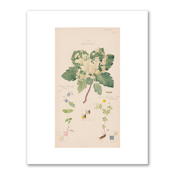 Scandosorbus intermedia (Swedish Whitebeam), Potentilla erecta (Erect Cinquefoil), Veronica chamaedrys (Germander Speedwell) by Hilma af Klint