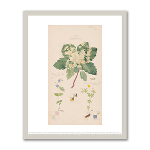Sorbus aucuparia (European Mountain Ash), Ranunculus bulbosus (Bulbous Buttercup), Tegenaria domestica (Barn Funnel Weaver) by Hilma af Klint
