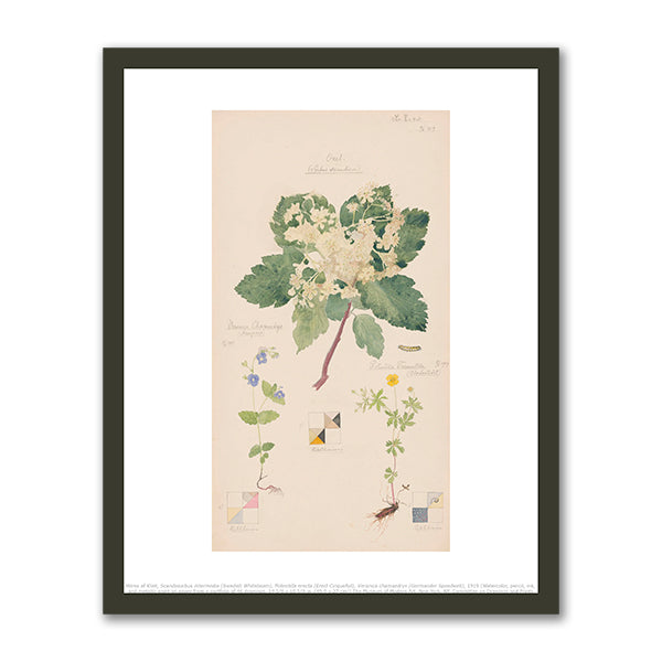 Sorbus aucuparia (European Mountain Ash), Ranunculus bulbosus (Bulbous Buttercup), Tegenaria domestica (Barn Funnel Weaver) by Hilma af Klint