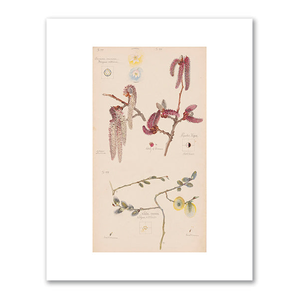 Anemone nemorosa (European Thimbleweed), Populus nigra (Lombardy Poplar), Salix caprea (Goat Willow) by Hilma af Klint