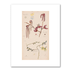 Anemone nemorosa (European Thimbleweed), Populus nigra (Lombardy Poplar), Salix caprea (Goat Willow) by Hilma af Klint