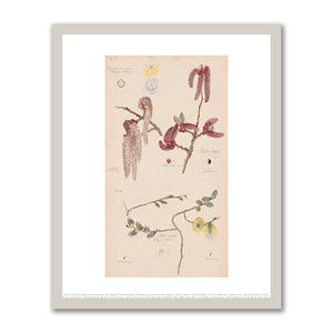 Anemone nemorosa (European Thimbleweed), Populus nigra (Lombardy Poplar), Salix caprea (Goat Willow) by Hilma af Klint