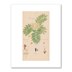 Sorbus aucuparia (European Mountain Ash), Ranunculus bulbosus (Bulbous Buttercup), Tegenaria domestica (Barn Funnel Weaver) by Hilma af Klint