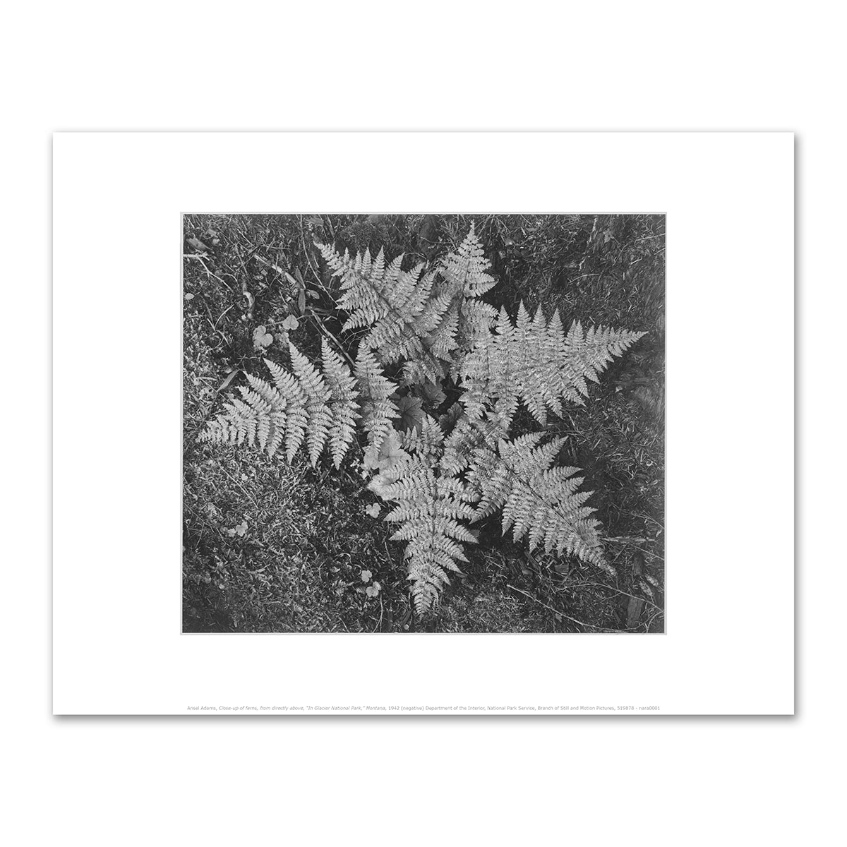 Ferns In Glacier National Park by Ansel Adams