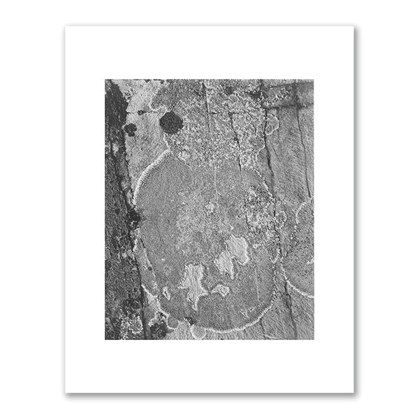 Detail of "Lichens, Glacier National Park," Montana by Ansel Adams