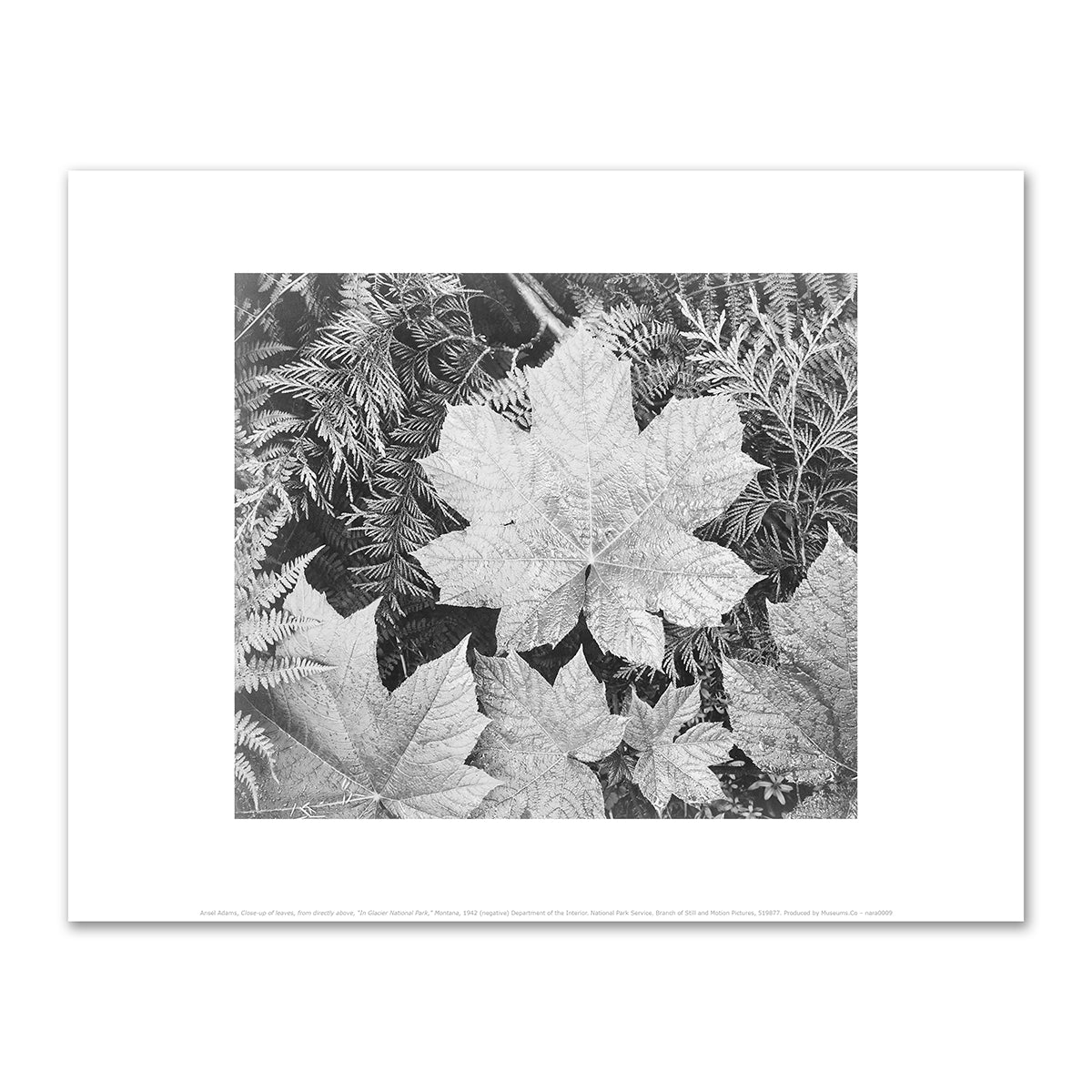 Close-up of leaves by Ansel Adams