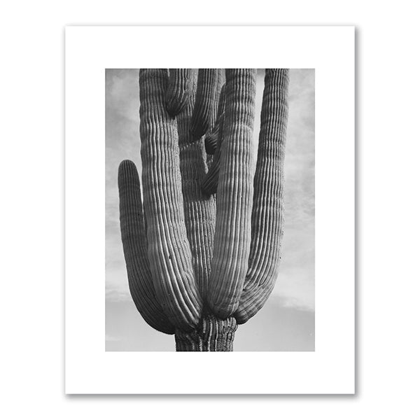 Saguaros, Saguaro National Monument, Arizona (detail) by Ansel Adams