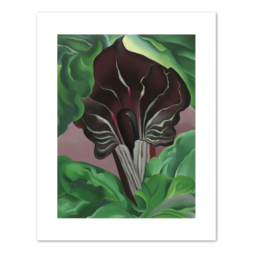 Jack-in-Pulpit - No. 2 by Georgia O'Keeffe