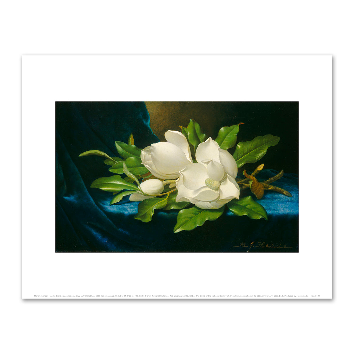 Giant Magnolias on a Blue Velvet Cloth by Martin Johnson Heade