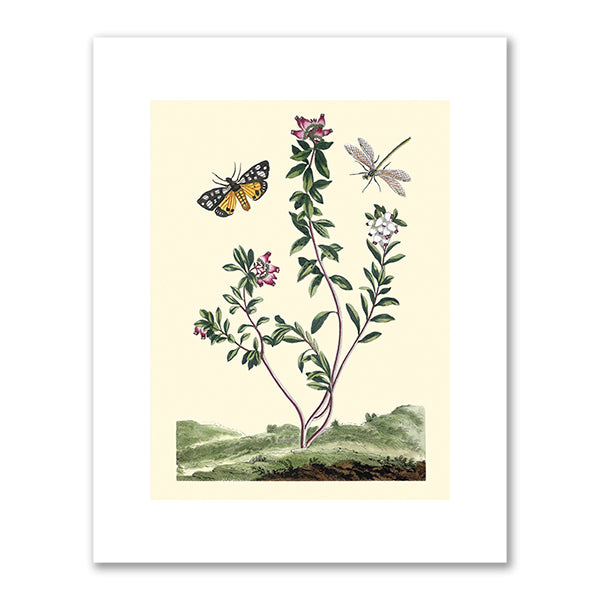 Alpine arbutus with butterfly and dragonfly by Pierre Joseph Buchoz