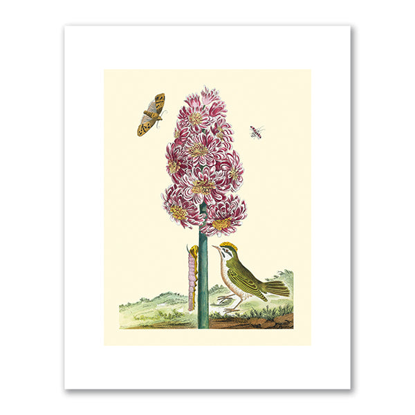 Hyacinth with caterpillar and green bird by Pierre Joseph Buchoz