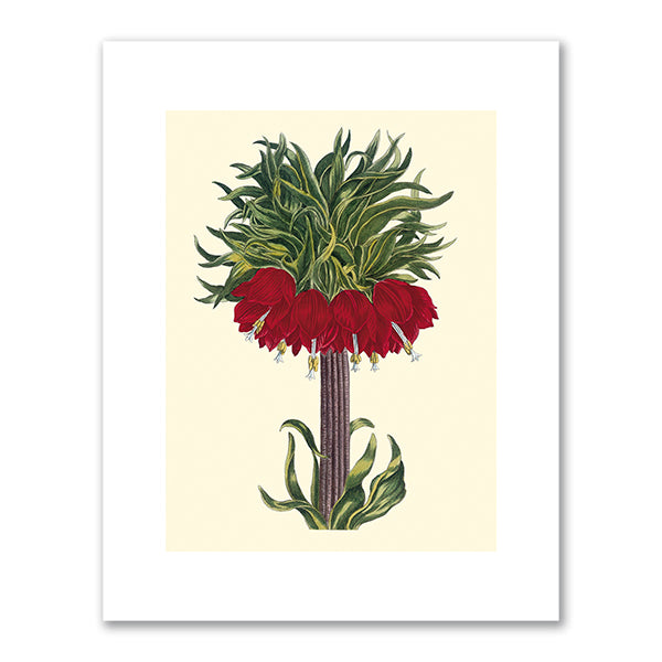 Fritillaria imperialis by Pierre Joseph Buchoz