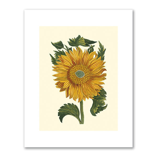 Sunflower by Pierre Joseph Buchoz