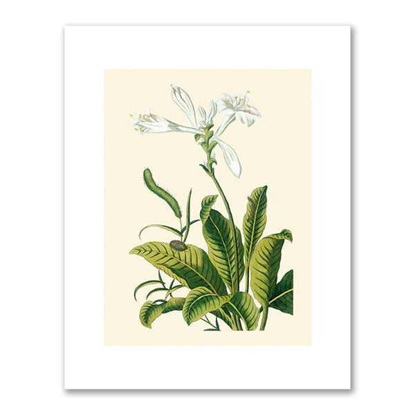 Tuberose by Pierre Joseph Buchoz