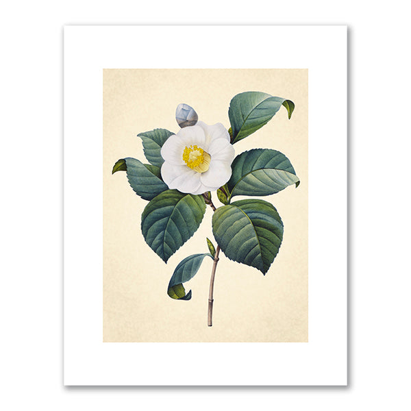Camellia blanc (Camellia Japonica) by Pierre-Joseph RedoutÃ©