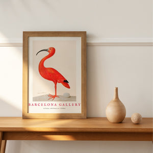 Barcelona Gallery - Ibis