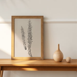 Hay Stem Sketch