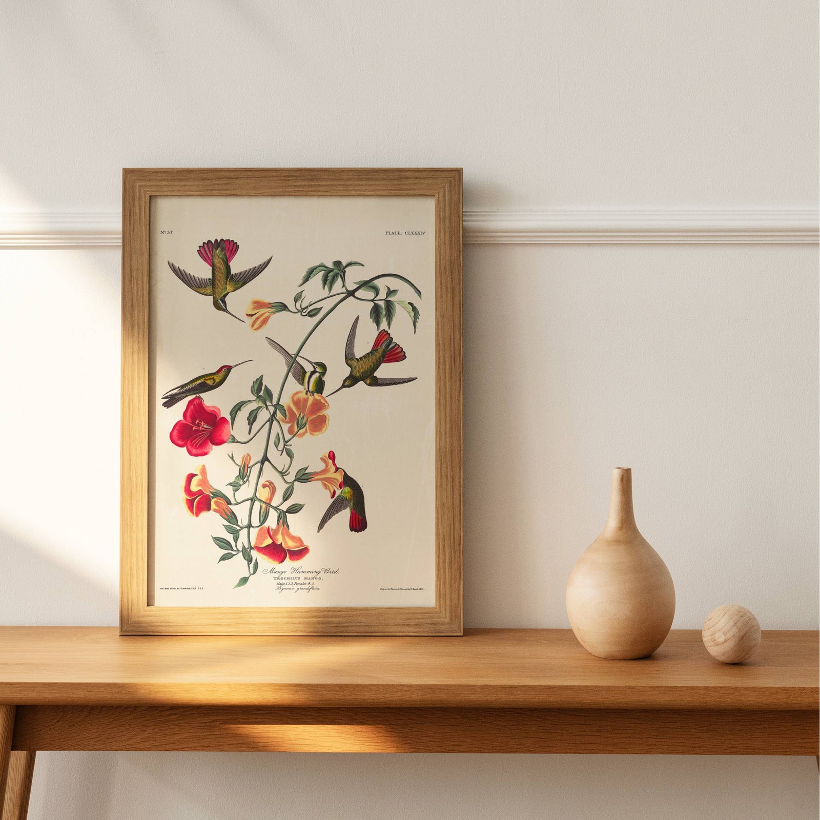 Audubon - Mango Hummingbird