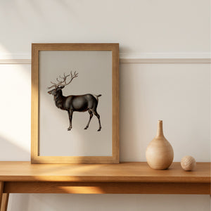 Reindeer