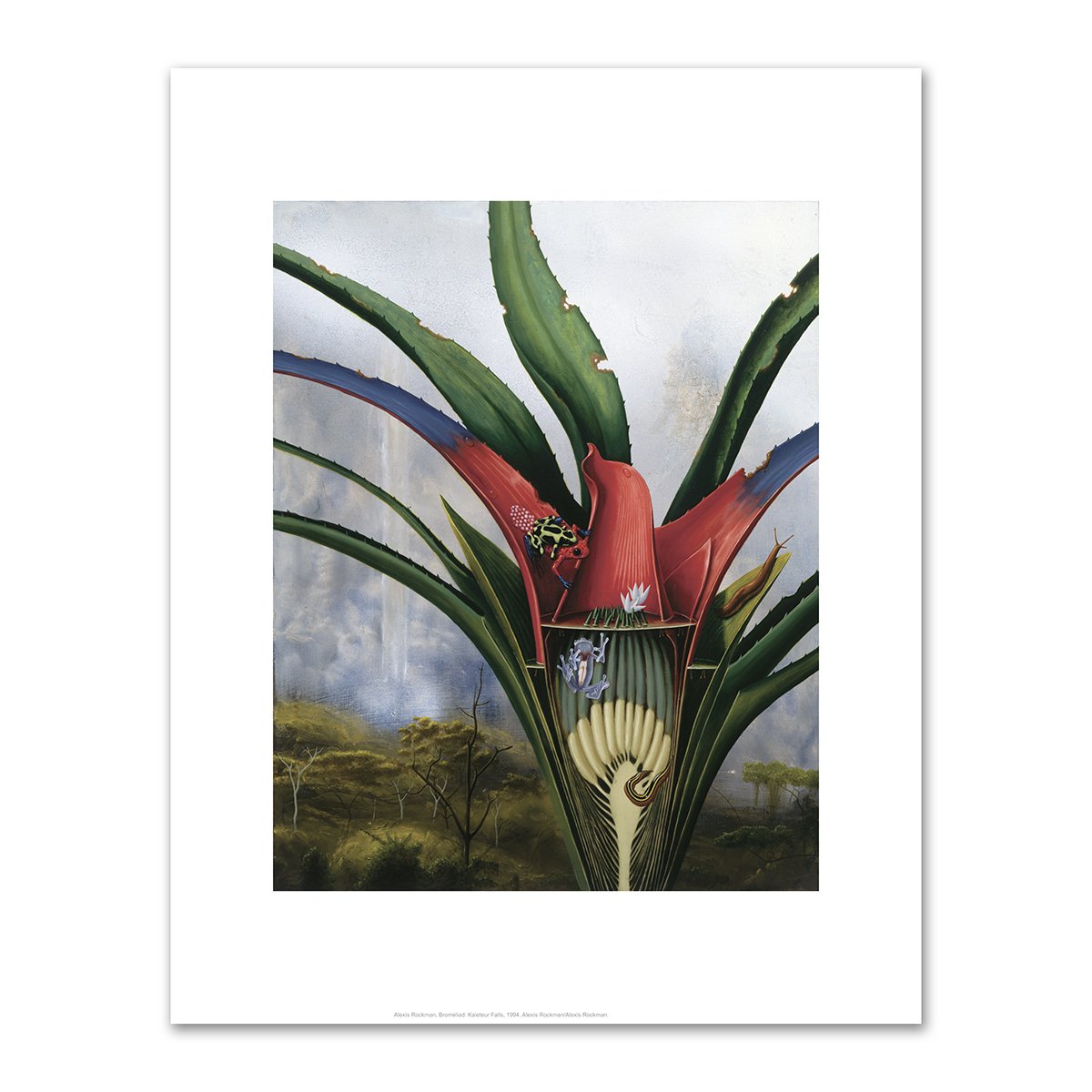Bromeliad: Kaieteur Falls by Alexis Rockman