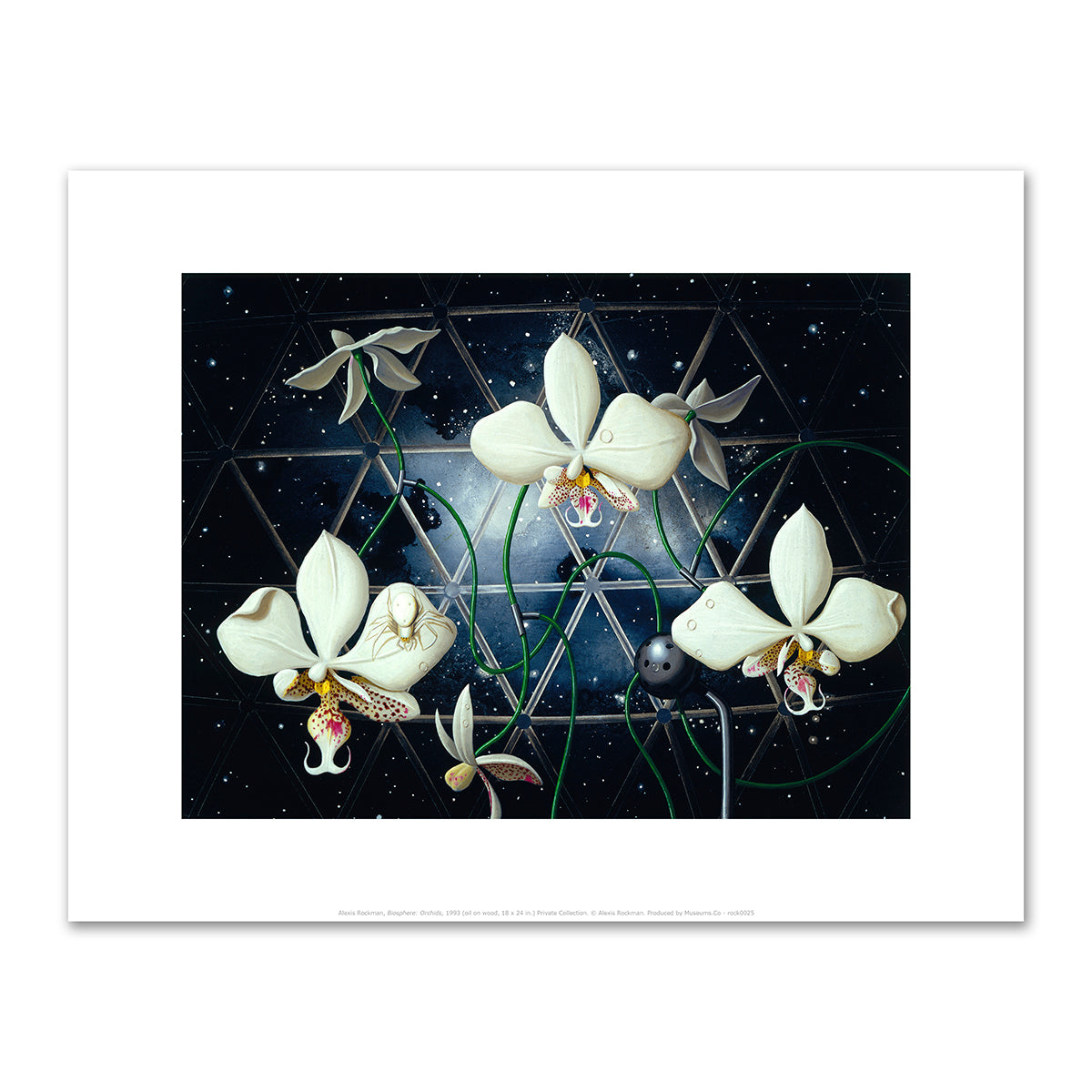Biosphere: Orchids by Alexis Rockman