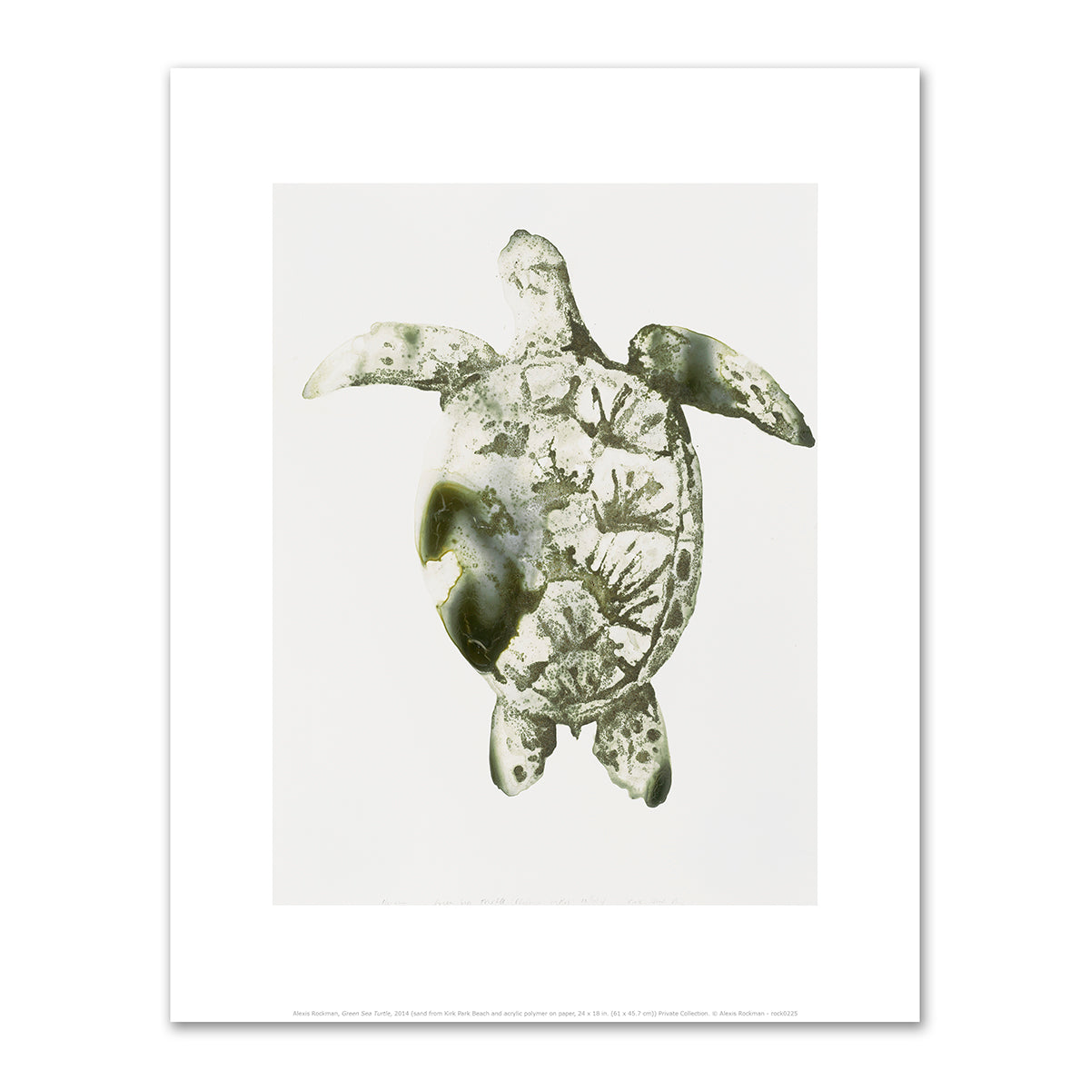 Green Sea Turtle by Alexis Rockman