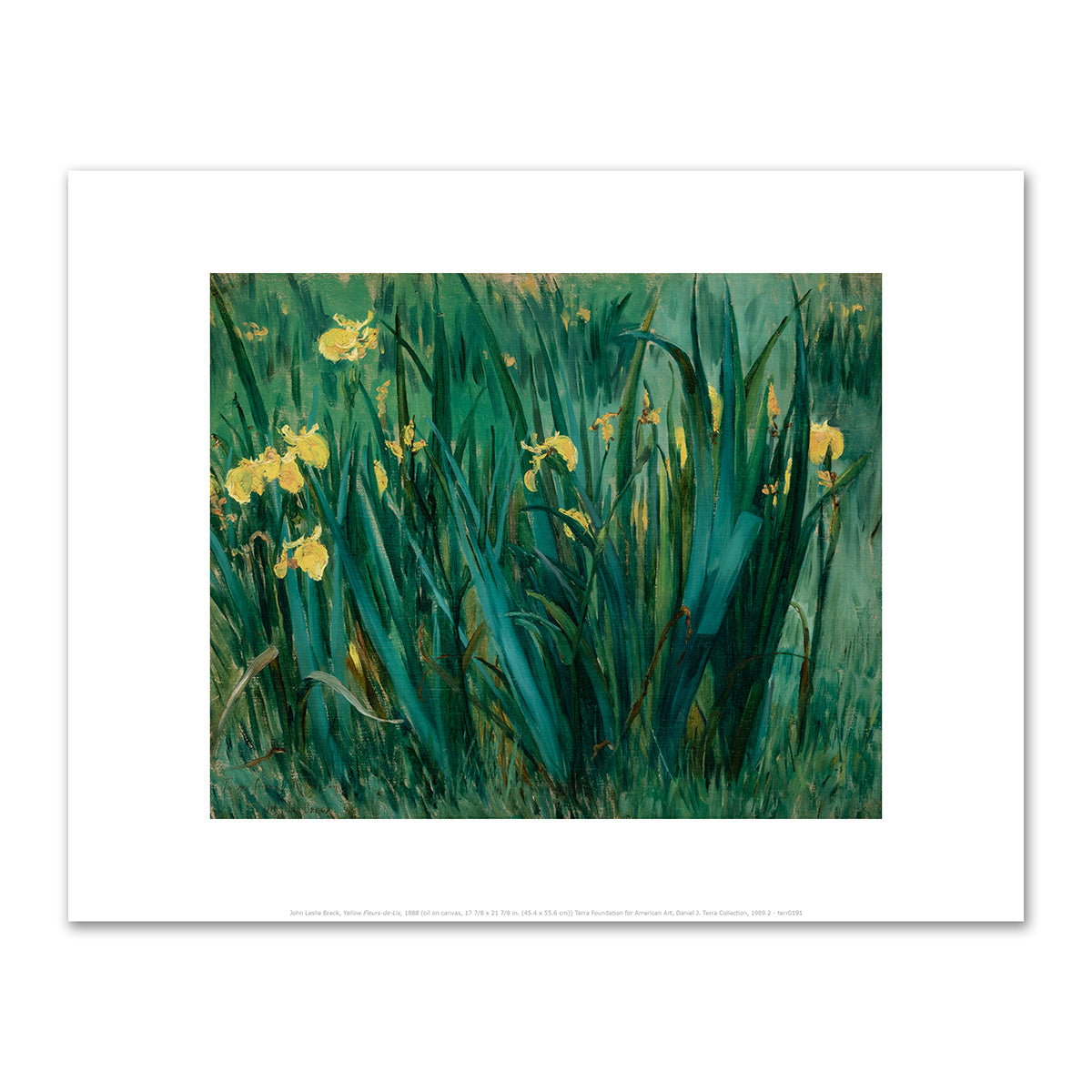 Yellow Fleurs-de-Lis by John Leslie Breck